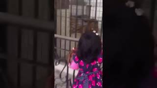 Shaykh Zulfiqar Ahmad Naqshbandis db granddaughter forced a lion 2do zikr by saying quotAllah Allahquot [upl. by Yusem]