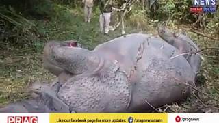 Rhino horn taken away by poachers l Poachers kill rhino [upl. by Dorrehs]