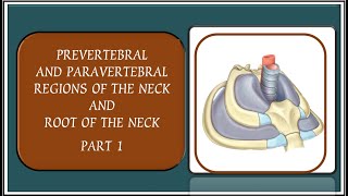 PREVERTEBRAL AND PARAVERTEBRAL REGIONS OF THE NECK AND ROOT OF THE NECK [upl. by Zulch533]