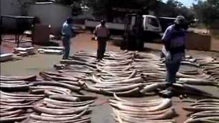 earth report  ivory poaching wars [upl. by Merril550]