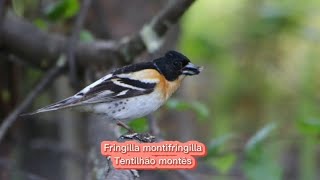 O canto do Tentilhão montês  Fringilla montifringilla [upl. by Nivahb]