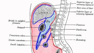 Peritoneal Cavity  Part 1  Anatomy Tutorial [upl. by Jammal740]