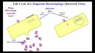 Lytic and Lysogenic Options for Temperate Bacteriophage [upl. by Annaeg]