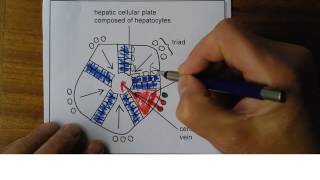 Liver 5 Liver diagrams [upl. by Narbig955]