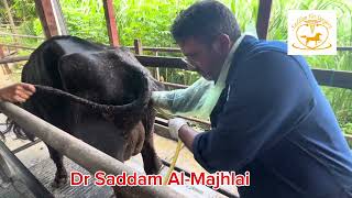 Metritis treatment in dairy cow  dr saddam [upl. by Eilah]