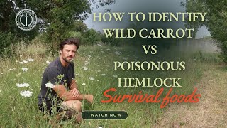 How to identify Wild Carrots vs Poisonous Hemlock [upl. by Aynatan]