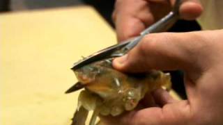 How to Clean SoftShell Crab  CHOW Tip [upl. by Tnecniv18]