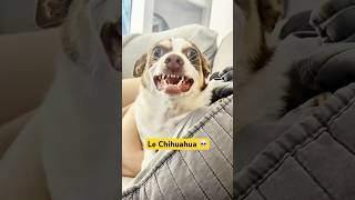 Le chihuahua 🥰 animaux chien animauxdecompagnie [upl. by Naryt717]