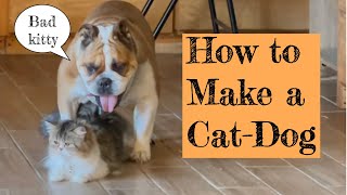 how to make a catdog [upl. by Natfa]