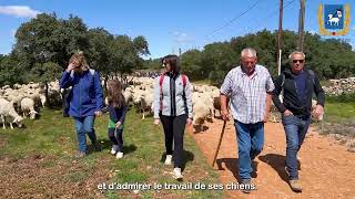 Transhumance Villeveyrac  Mèze  rendezvous le 13 avril [upl. by Allehcim]