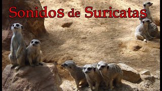 Sonido de suricata  meerkat sound [upl. by Eniahs]