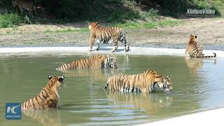 Siberian tigers train to survive in the wild in Heilongjiang China [upl. by Alvita]