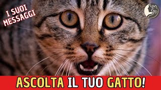 Ascolta il Tuo Gatto Scopri i 10 Suoni che Usa per Parlarti [upl. by Anala]