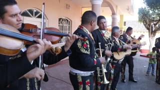 El Jabalín Mariachi Estrella Jaripo Michoacán [upl. by Robers379]