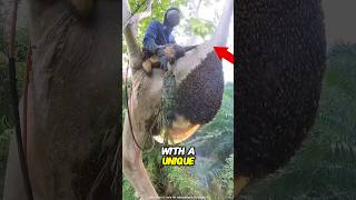 tutorial on harvesting honey from a hive⁉️😱shorts [upl. by Sheffy]