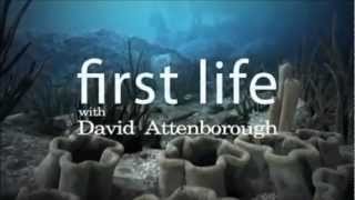 Attenborough First Life ★ Full Length Documentary In Description [upl. by Mok]