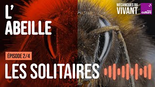 Qui sont les abeilles sauvages  24  Mécaniques du vivant saison 4  labeille [upl. by Trillby]