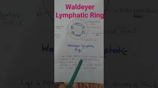 Waldeyer Lymphatic Ring l What Is Waldeyer Lymphatic Ring l Anatomy of Waldeyer lymphatic ring [upl. by Laram]