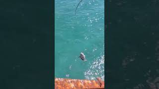 Rooster fish catch fishing sacando un pez gallo pequeño [upl. by Crowe]