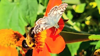 Fall Nectar CRAZE Butterflies and Bumblebees [upl. by Morentz]