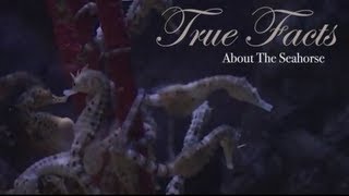 True Facts About The Seahorse [upl. by Seta640]