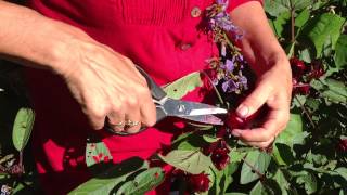 How to harvest rosellas [upl. by Katzman]