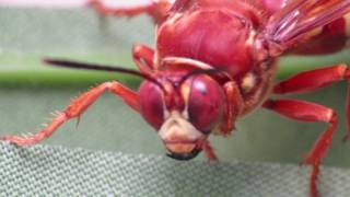 Cicada Killer Wasp And Hummingbird Extreme Macro Video [upl. by Arek]