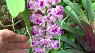 Еще цветение Января Rhynchostylis coelestis Rhynchorides Bangkok Sunset Дендрофал Каттлеи [upl. by Enitsua]