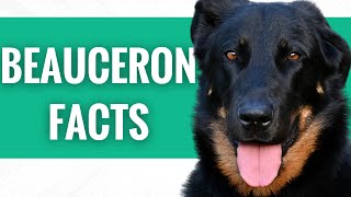 Beaucerons  Top 13 Facts [upl. by Annaor]