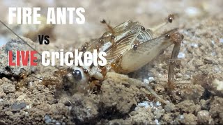 Feeding my AGGRESSIVE Fire Ant Colony LIVE Cricket’s Solenopsis invicta [upl. by Milicent518]