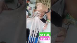 Ang laki Ng pugitayt short  MBTV OFFICIAL17 please subscribe [upl. by Enylecoj]