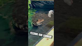 Have You Ever Seen a Dwarf Caiman Eat  reptile caiman alligator crocodile petreptiles shorts [upl. by Carlota]