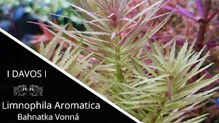 Limnophila Aromatica  Bahnatka Vonná [upl. by Llerrad]