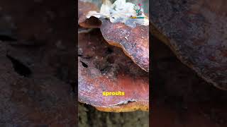 Zombie Ants How a Fungus Controls Their Minds [upl. by Alyworth10]