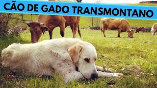 Cão de Gado Transmontano  Transmontano Mastiff  Facts and Information [upl. by Foscalina890]