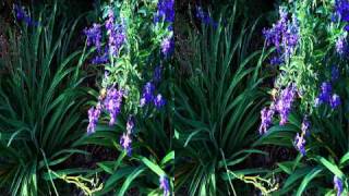 Amazing stereoscopic 3D video quotBeautyquot YT3D HD 3DTV [upl. by Yllen]