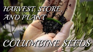 How to Collect Store and Plant Columbine Aquilegia Seeds [upl. by Harlie]