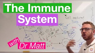 The Immune System Overview [upl. by Noedig]