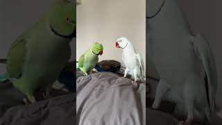 Parrot sibling rivalry cute animals parrot birds funny talkingparrot [upl. by Annek604]