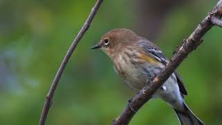 Yellow Rumped Warbler Nikon D500 [upl. by Irita]