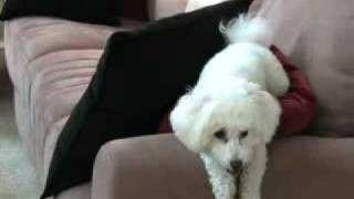 Bichon Frise playing to Gershwins Walking the Dog [upl. by Hukill302]