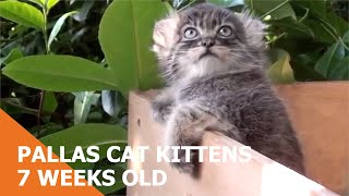 Pallas Cat Kittens At 7 Weeks Old [upl. by Landahl340]