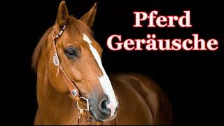 Pferdegeräusche 🐴 Pferd wiehert [upl. by Eatnuahs]