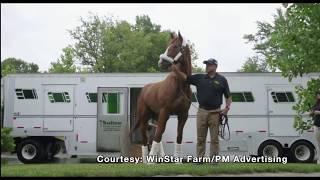 Triple Crown Winner Justify Arrives At WinStar Farm [upl. by Annehcu833]