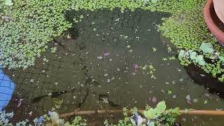 mosquito larva EATER and water plants Duck weedwater lettuce permaculture amp SUSTAINABILITY [upl. by Keyte27]