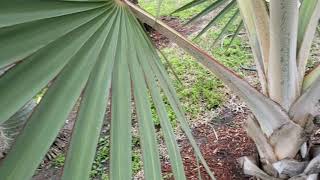 Latania lontaroides  The Red Latan Palm From Reunion Island [upl. by Duvall]