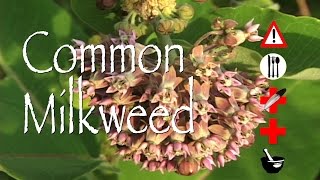 Common Milkweed Edible Medicinal Cautions amp Other Uses [upl. by Launam179]