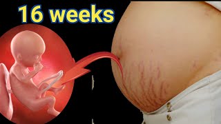 16 weeks pregnancybaby devlopment week by week16 weeks pregnantbaby pregnancy [upl. by Yelha]