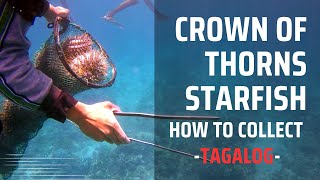 How to collect Crown of Thorns Starfish  How to collect  TAGALOG [upl. by Frederik]