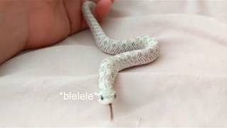 Cute Hognose Exploring [upl. by Grimaldi]